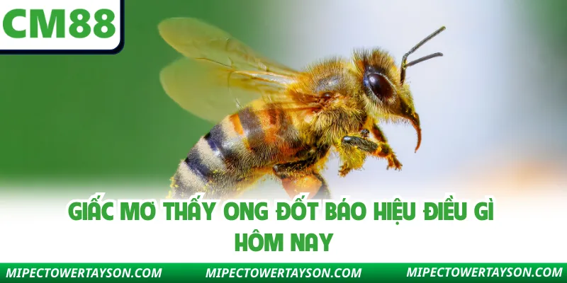 Giấc mơ thấy ong đốt báo hiệu điều gì hôm nay