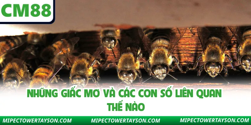Những giấc mơ và các con số liên quan thế nào